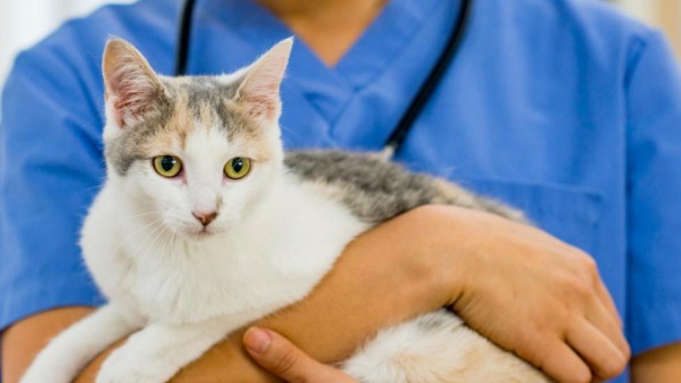 Reducing Vet Clinic Anxiety: Fear Free, Low Stress Handling and Cat Friendly Veterinarians